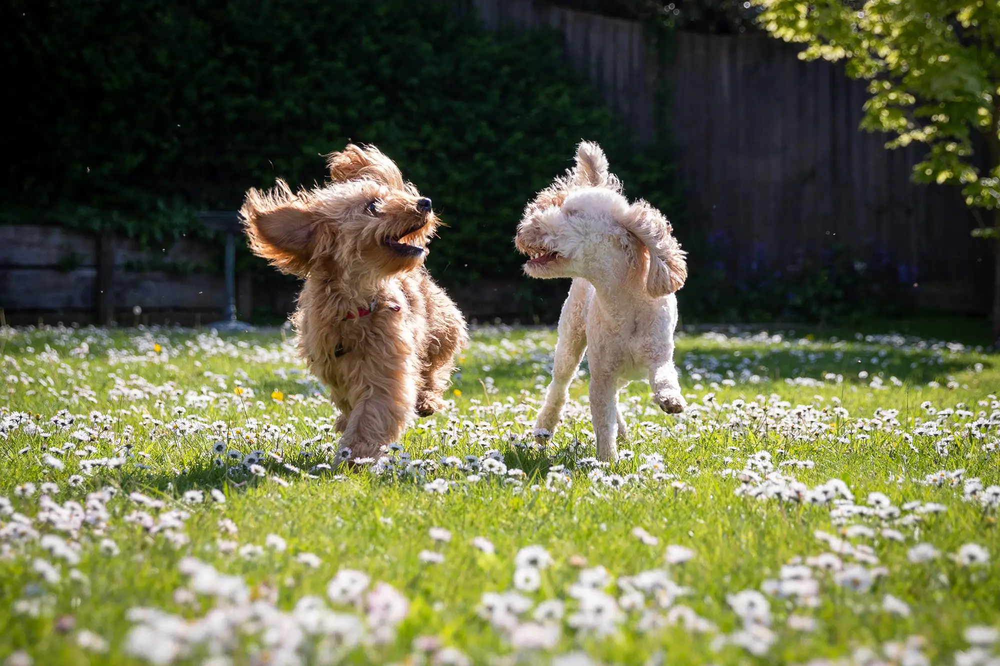 pet-photography Isle of Wight Pet Photography